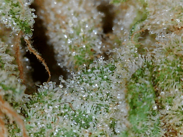 Got a fancy microscope and took some nugs shots 4