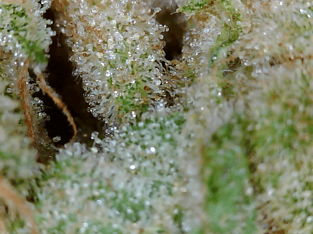 Got a fancy microscope and took some nugs shots 5