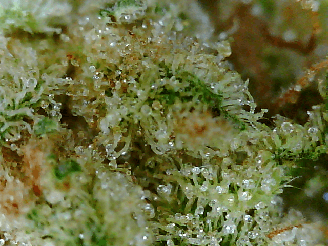 Got a fancy microscope and took some nugs shots 6