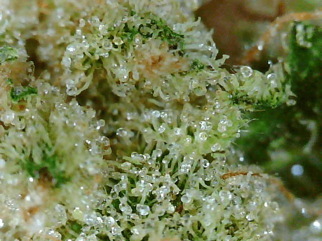 Got a fancy microscope and took some nugs shots 7