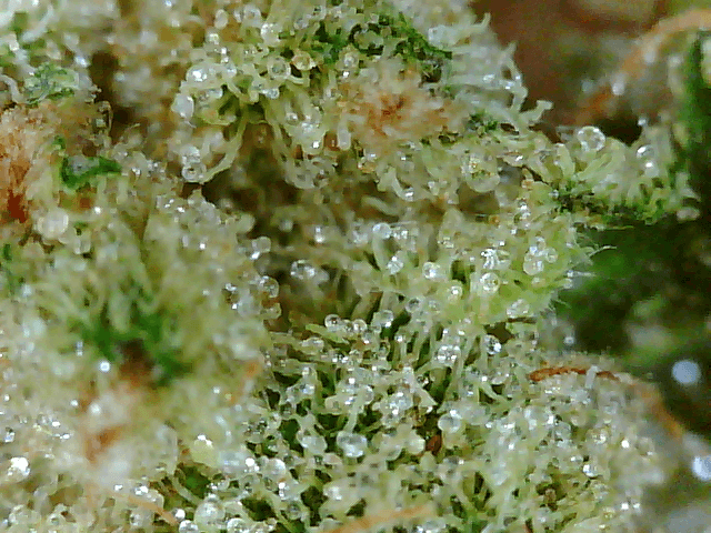 Got a fancy microscope and took some nugs shots 8