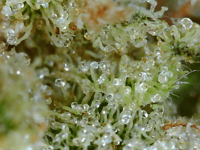 Got a fancy microscope and took some nugs shots 9