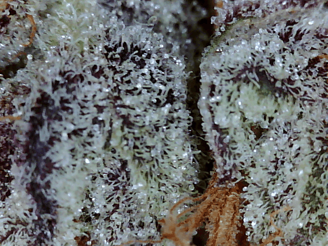 Got a fancy microscope and took some nugs shots
