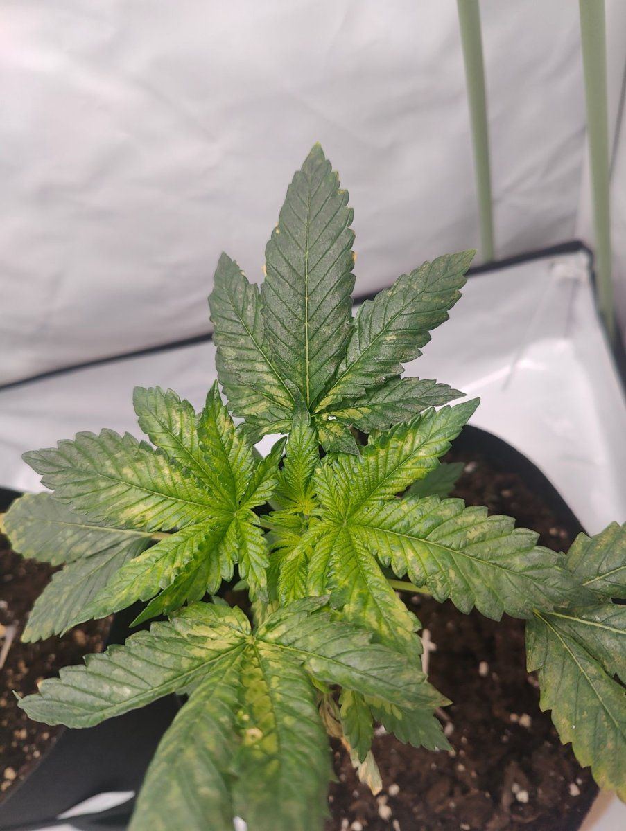 Got a really odd looking plant i need some advice with 3