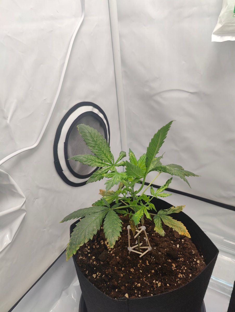 Got a really odd looking plant i need some advice with 4