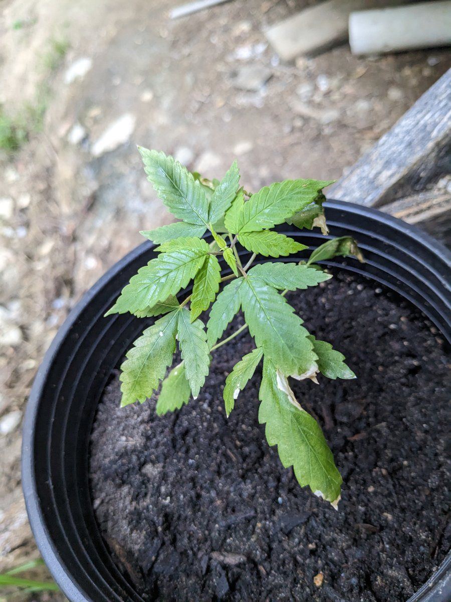 Got a sick plant cant figure out the problem