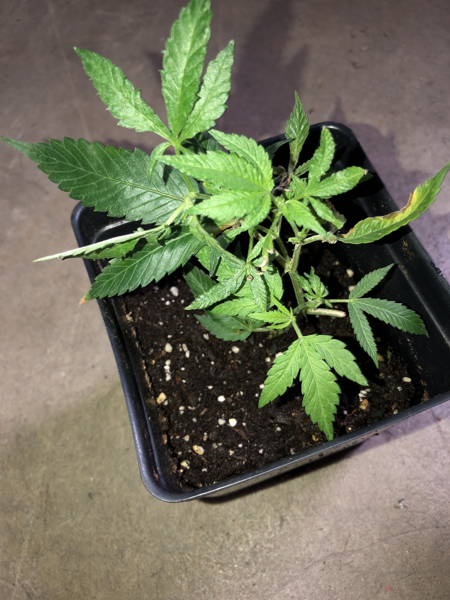 Got clones from a friend contorted stems and is this wpm please help 2