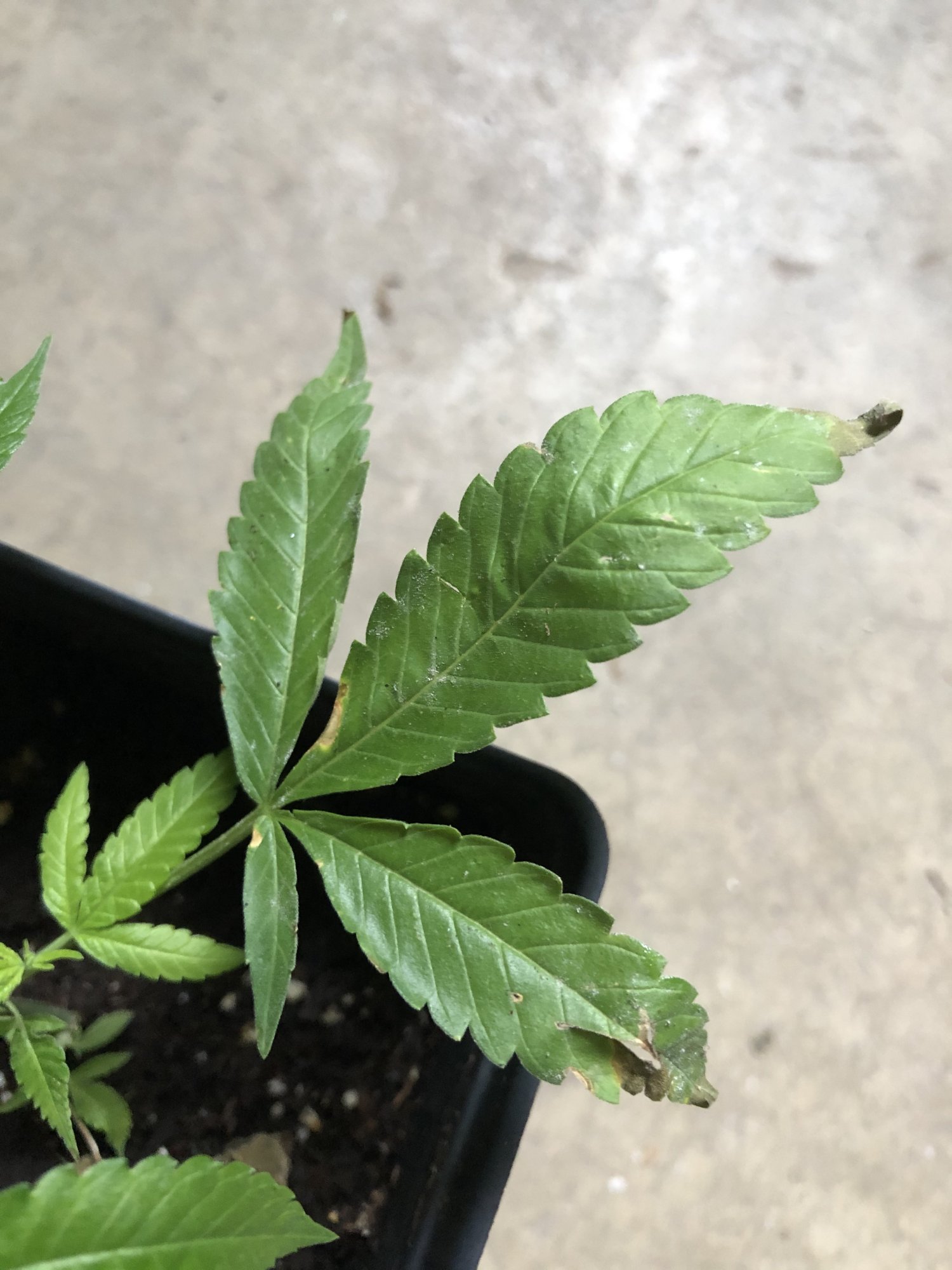 Got clones from a friend contorted stems and is this wpm please help