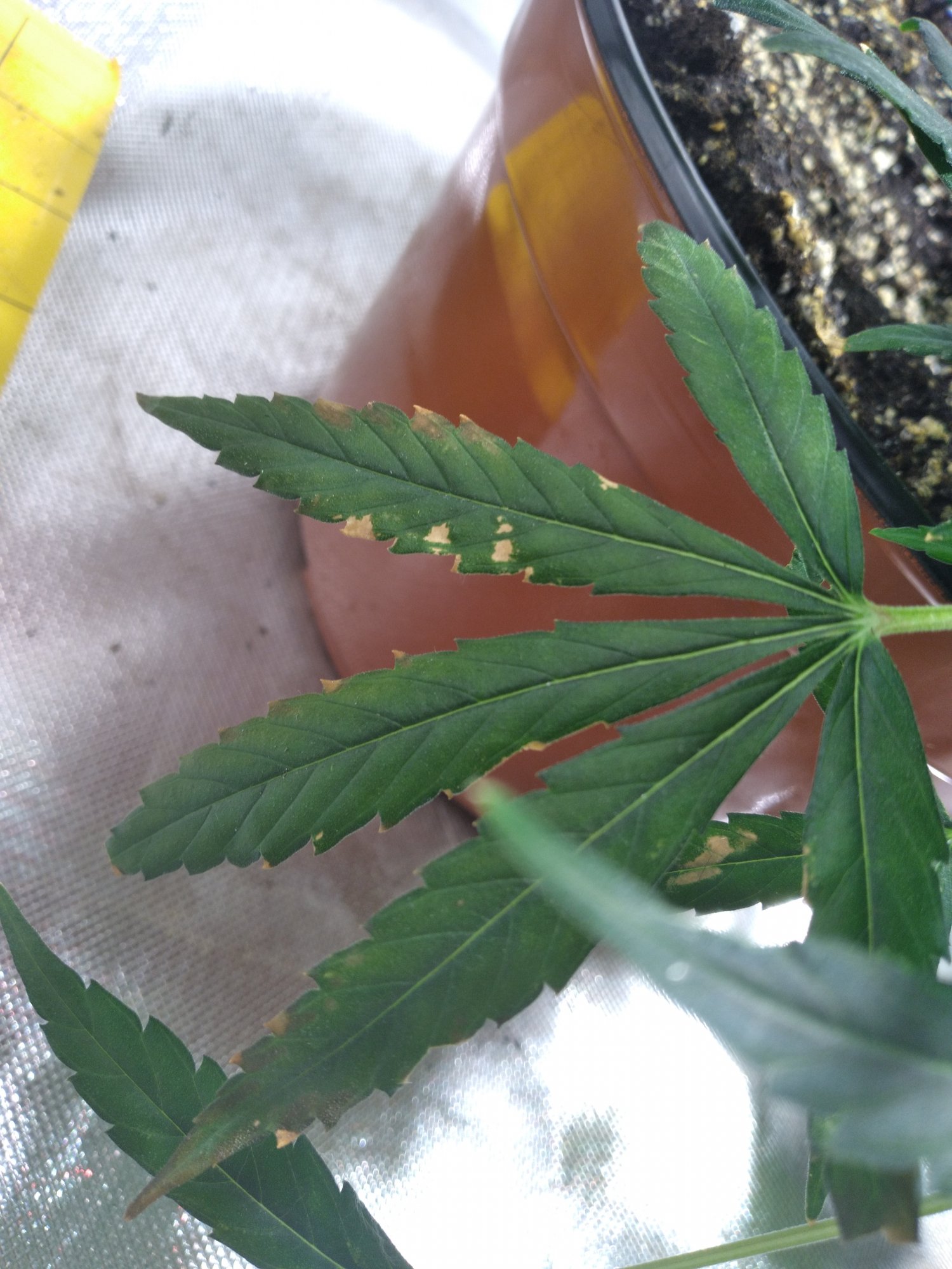 Got some problemsbrown leaves during flower 2
