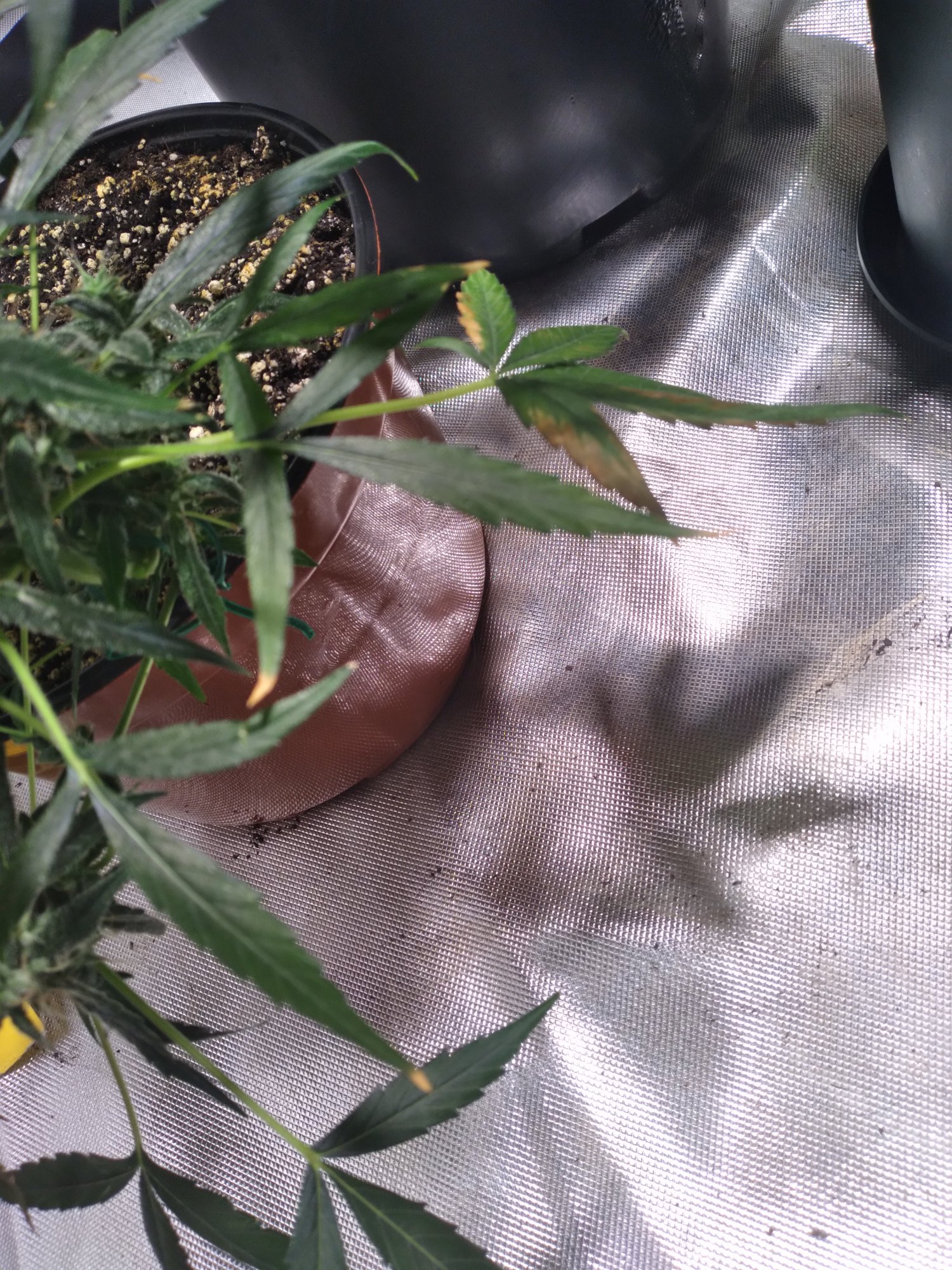 Got some problemsbrown leaves during flower 4