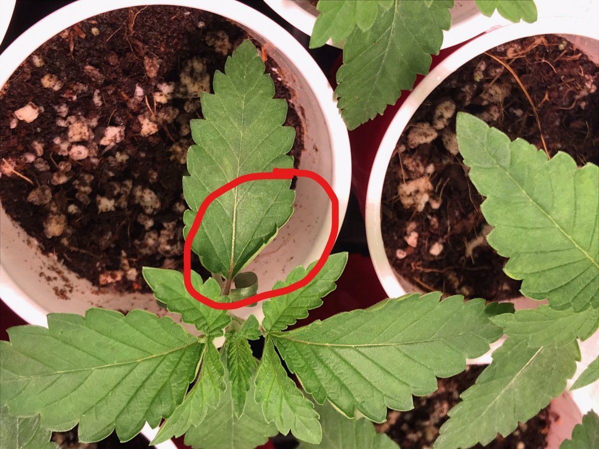 Gpa leaf curl