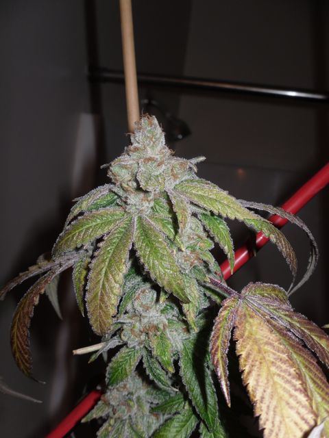 Gr at 67 dayss