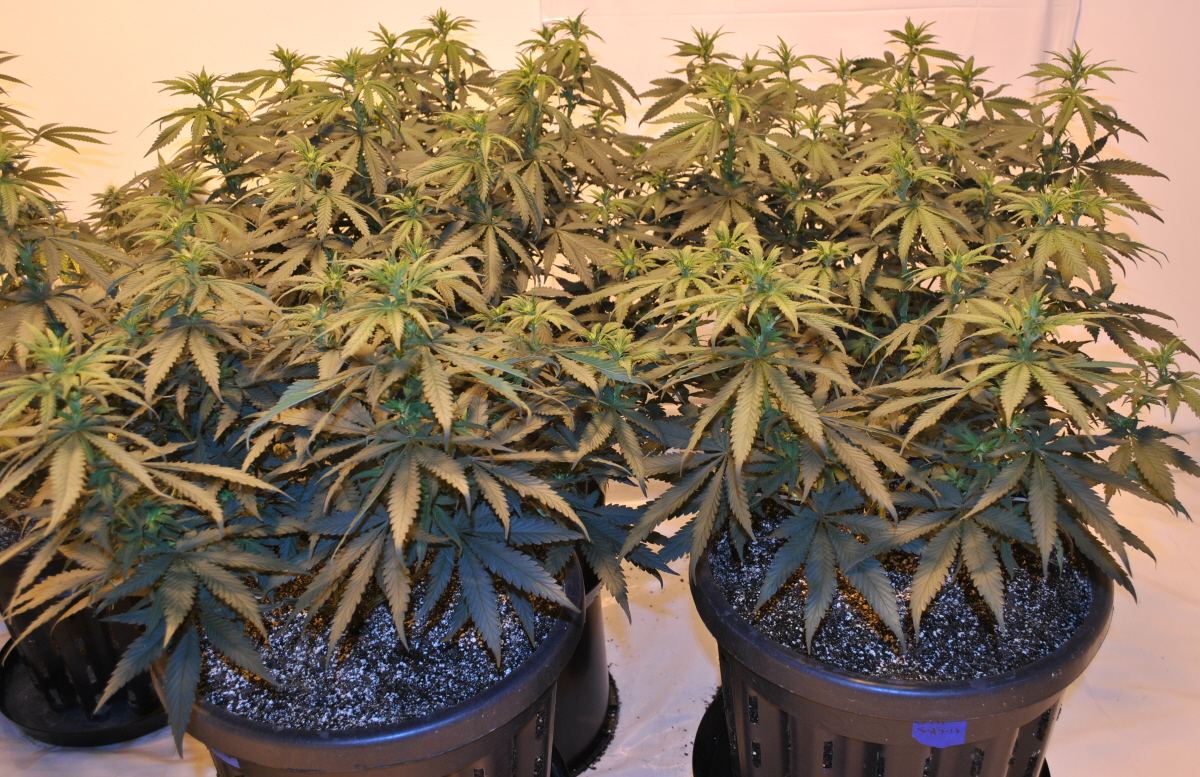 GR FLOWER 10 24 13 1