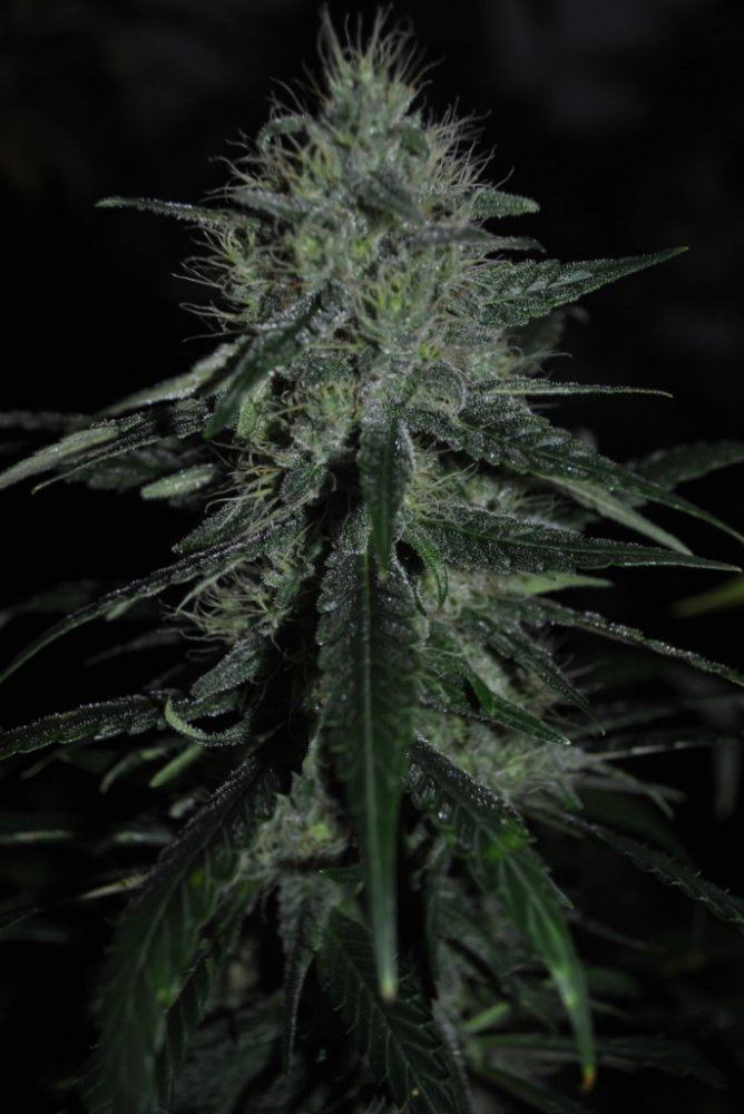 GR FLOWER1 9 13 13