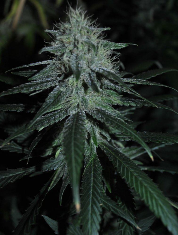 GR FLOWER2 9 13 13
