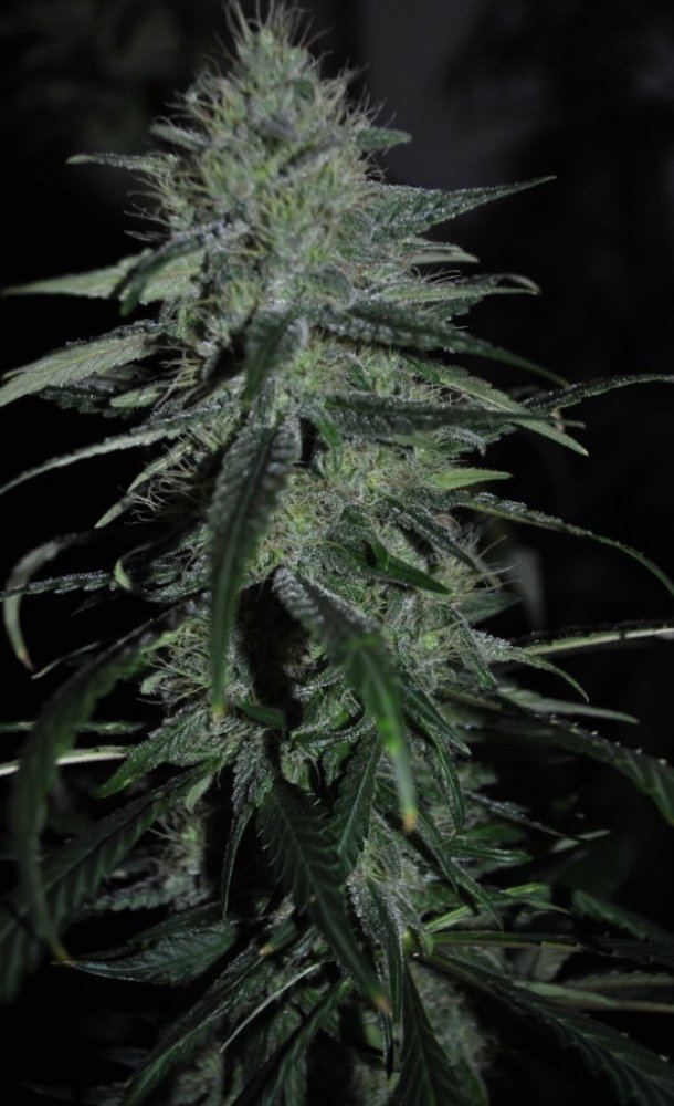 GR FLOWER5 9 13 13