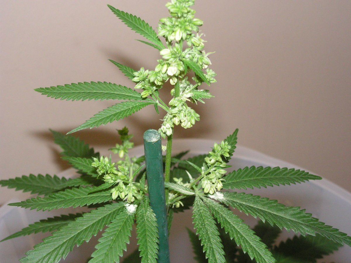Grgdp male 11