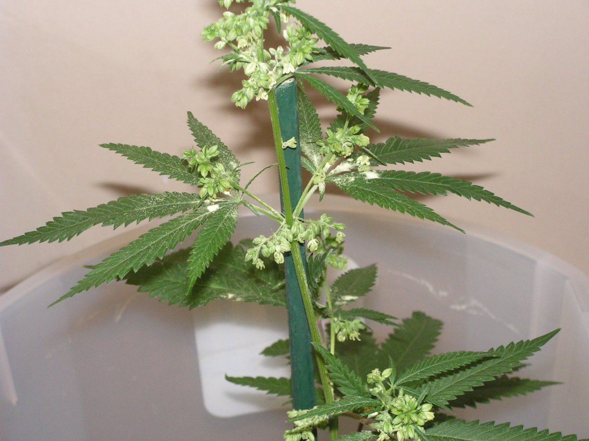 Grgdp male 13