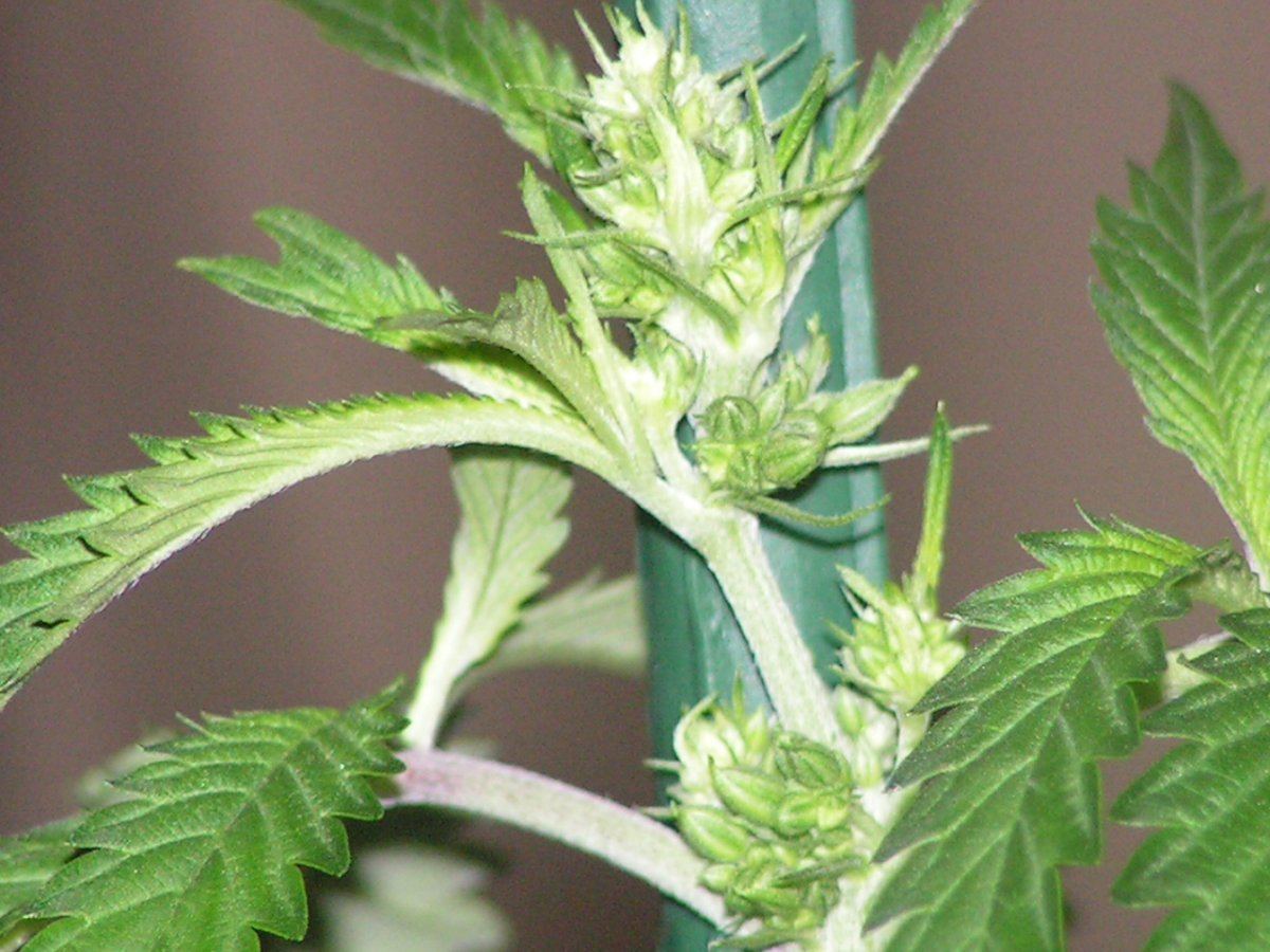 Grgdp male 3