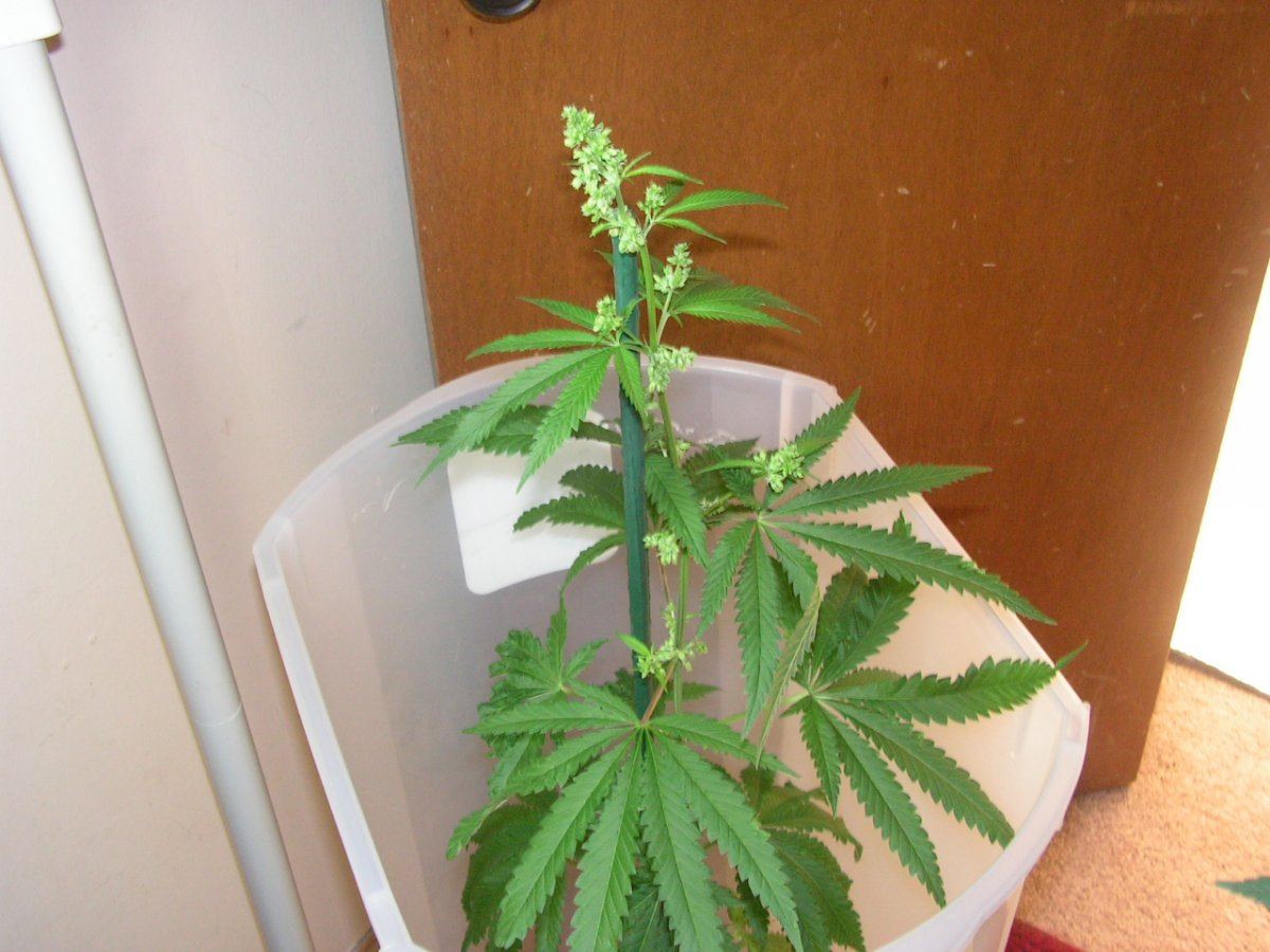 Grgdp male 4