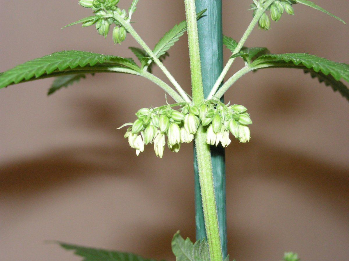 Grgdp male 8