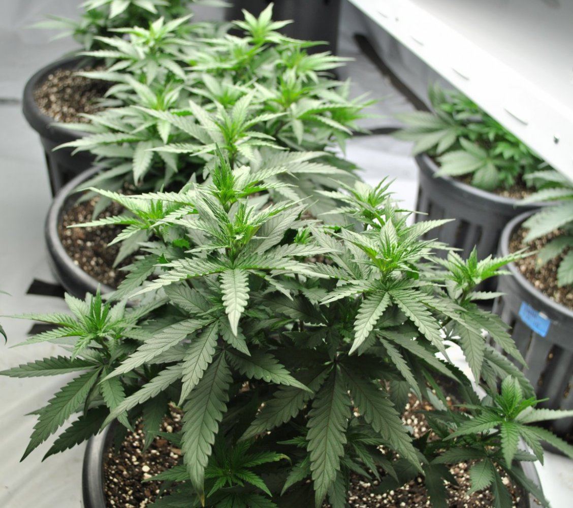 GR VEG 7 30 14 1