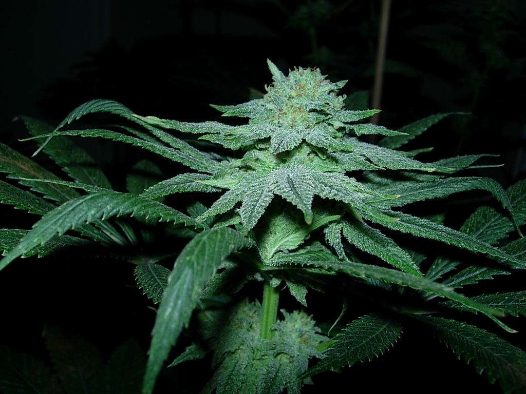 Gr5
