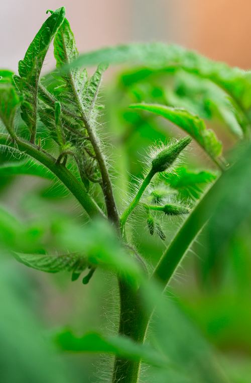 Grafting heirloom tomatoes 3