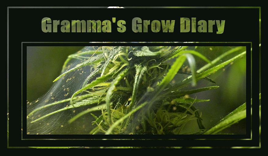 Gramma grow diary