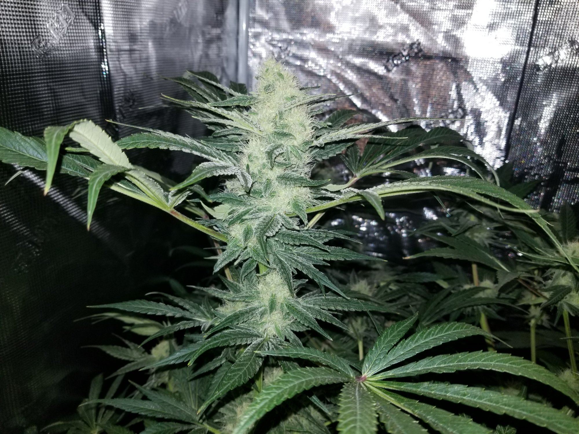 Grandberry soda 10
