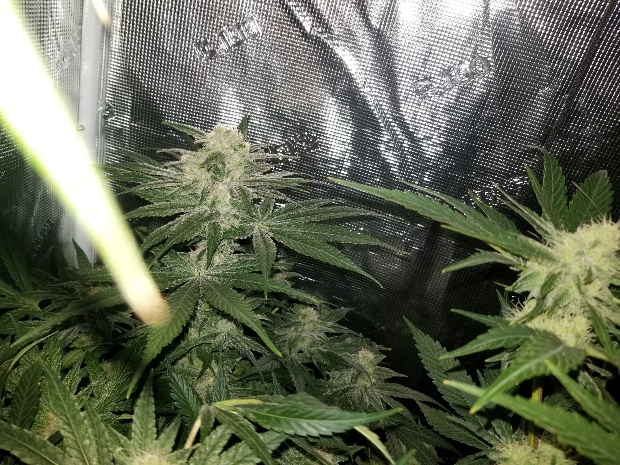 Grandberry soda 11