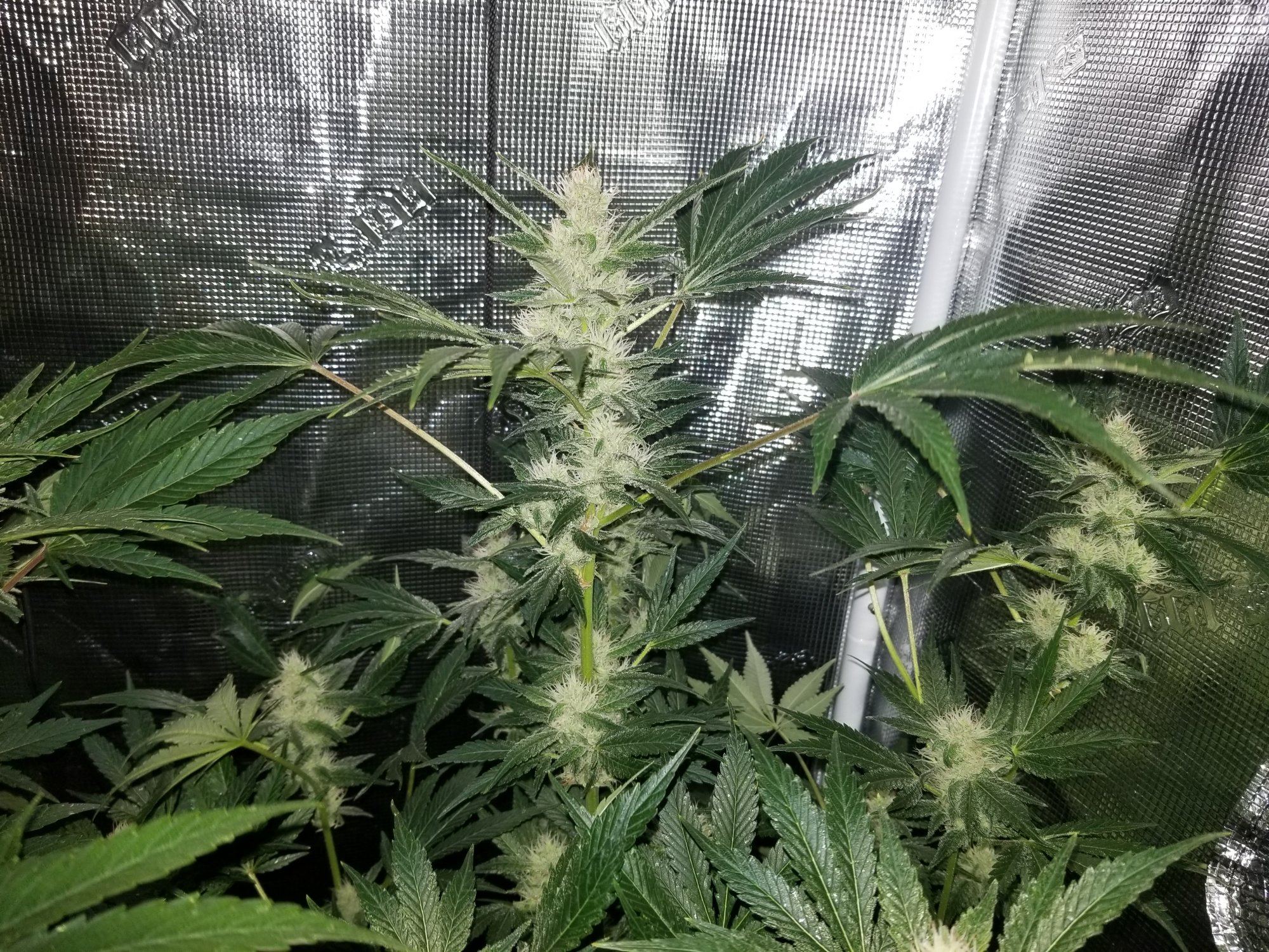 Grandberry soda 8