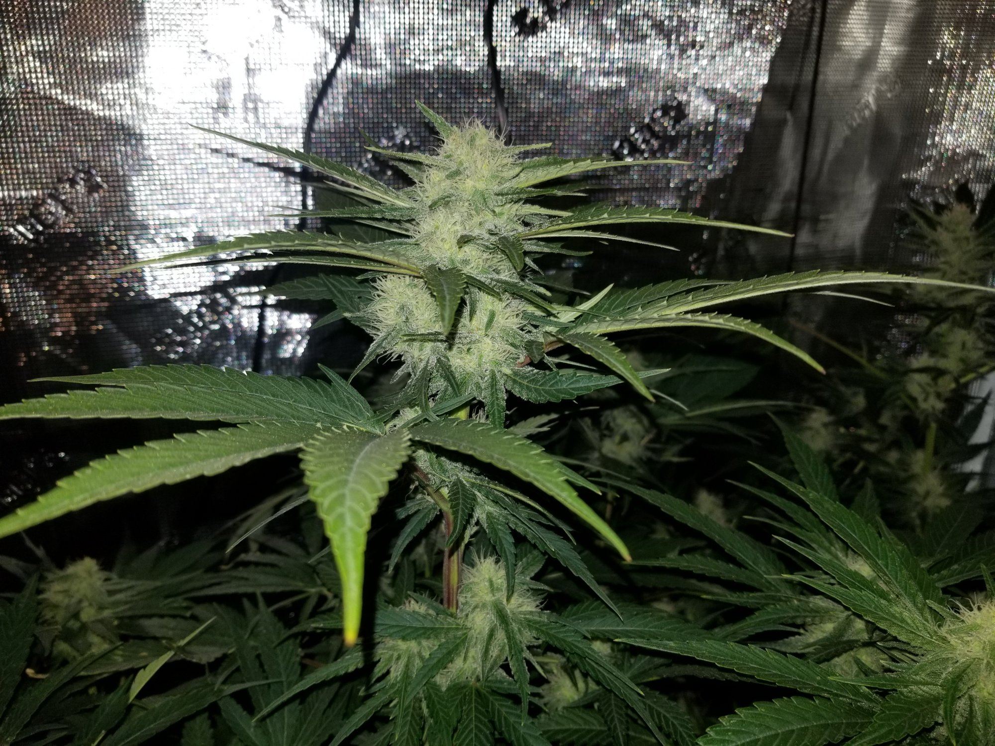 Grandberry soda 9