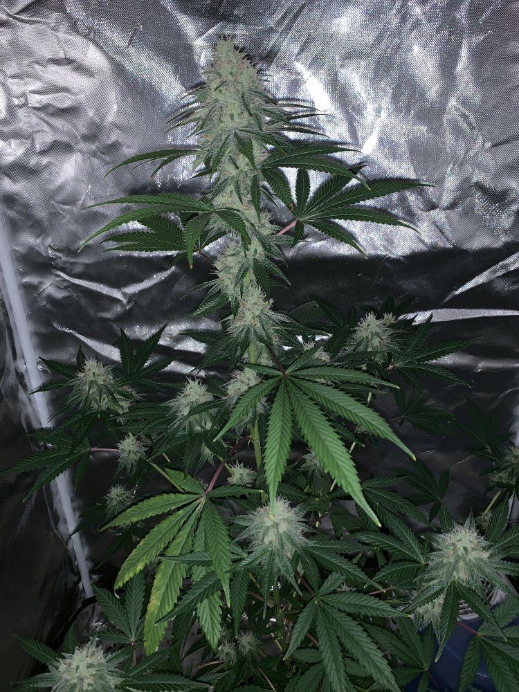 Granddaddy purp
