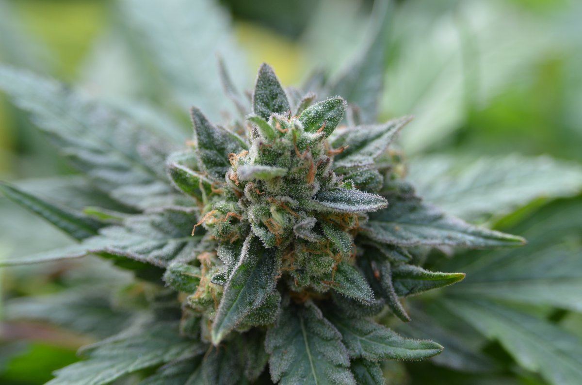 Granddaddy Purple 2