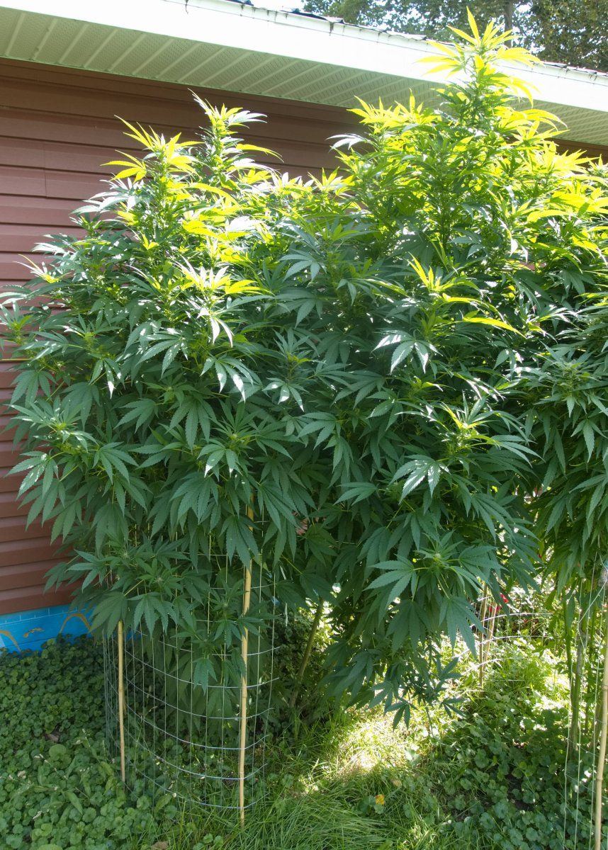 GranddaddyPurpleUltraviolet2