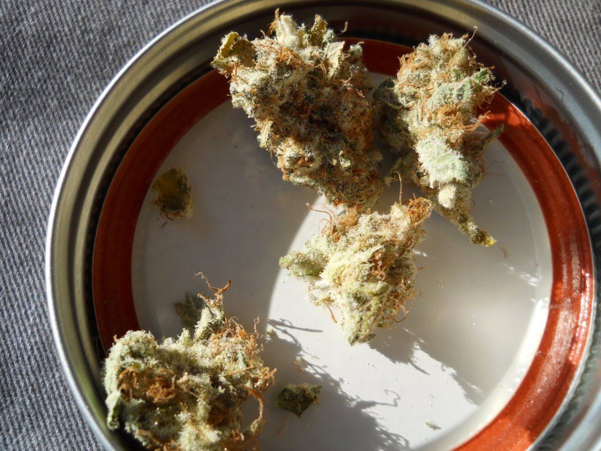 Granny apricot 4