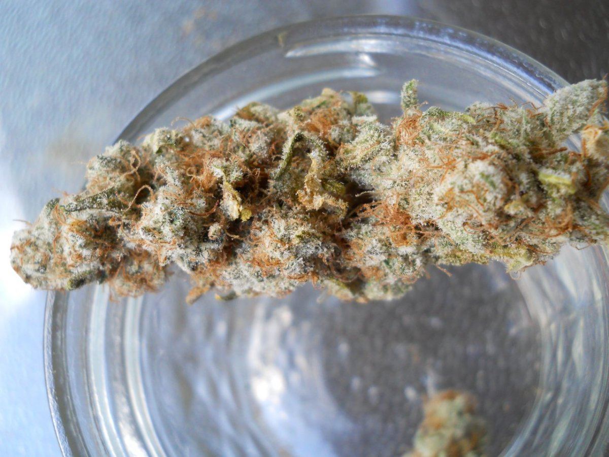 Granny apricot 5