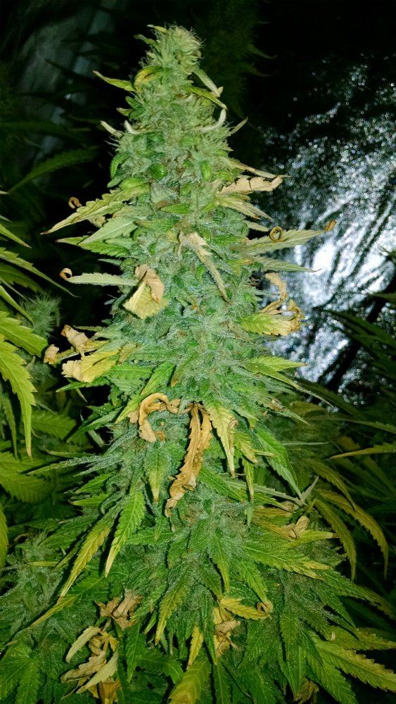 Grape 1