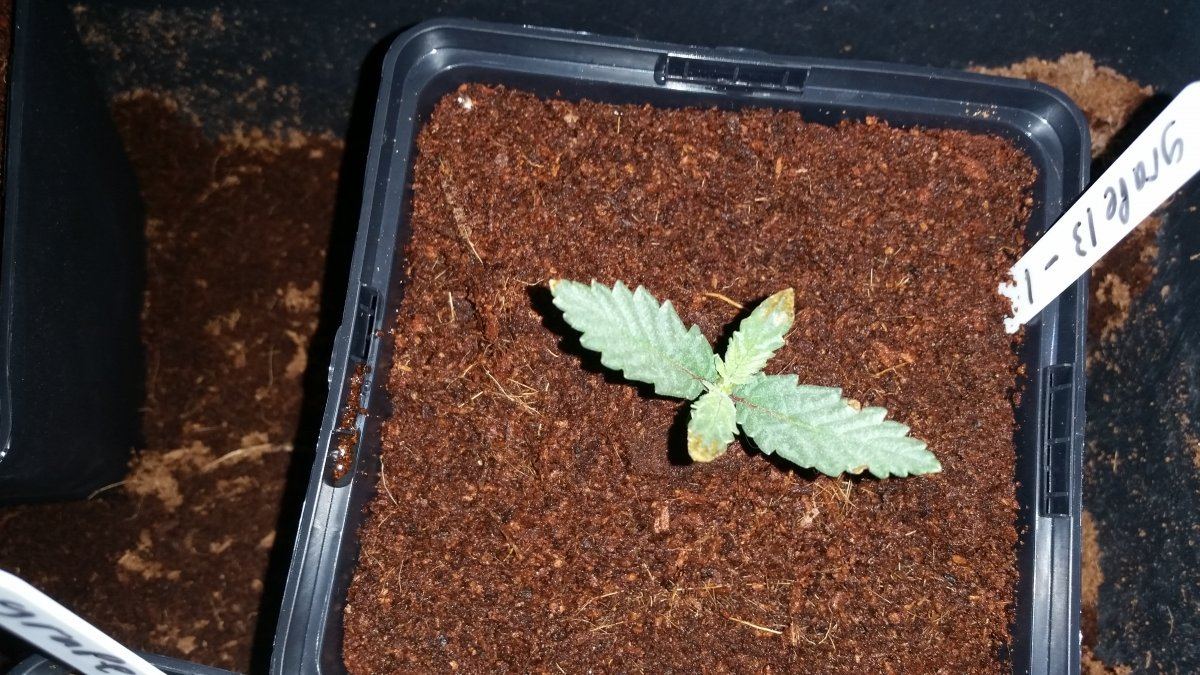 Grape 13 1
