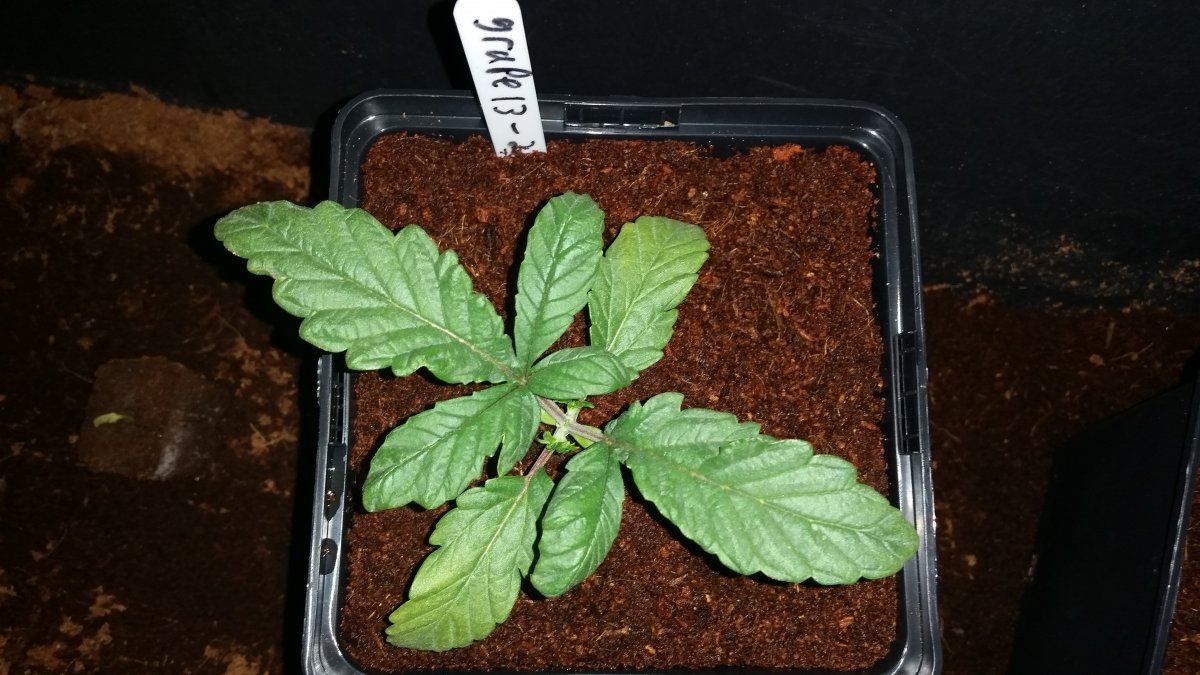 Grape 13 2