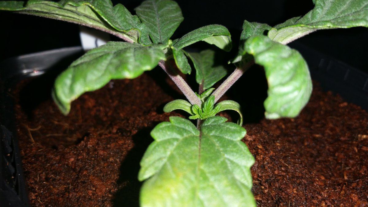 Grape 13 2   self top