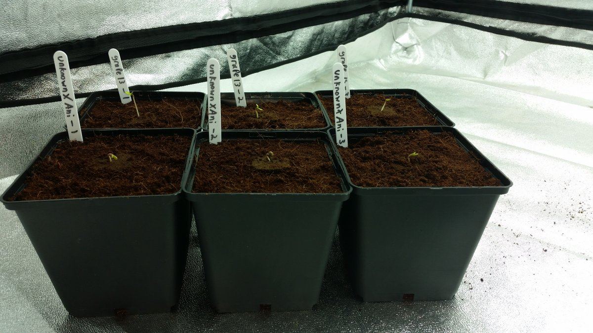 Grape 13 and unknown x anesthesia coco grow 2