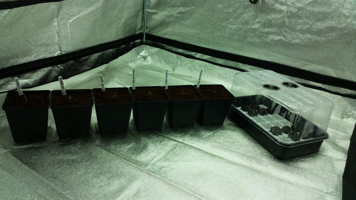 Grape 13 and unknown x anesthesia coco grow