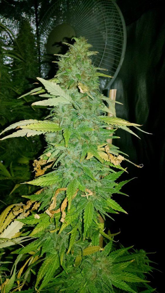 Grape 2