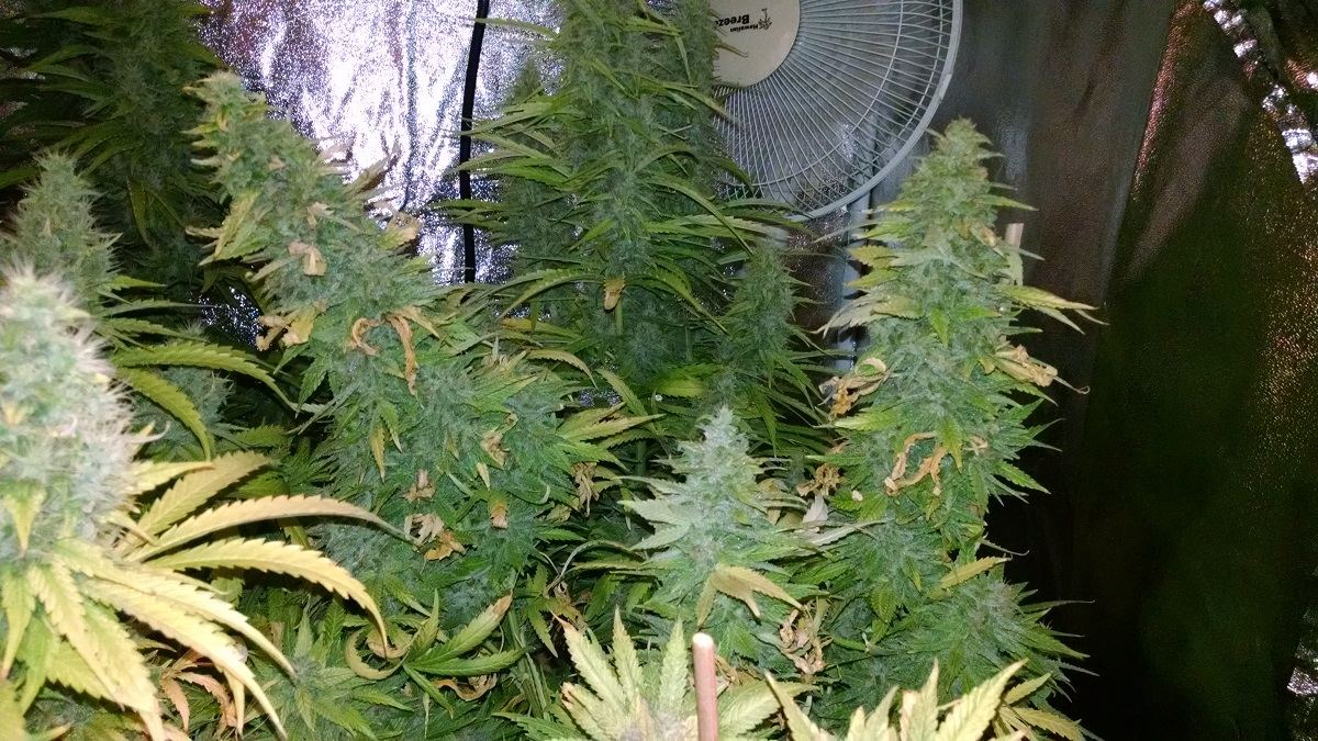 Grape 3