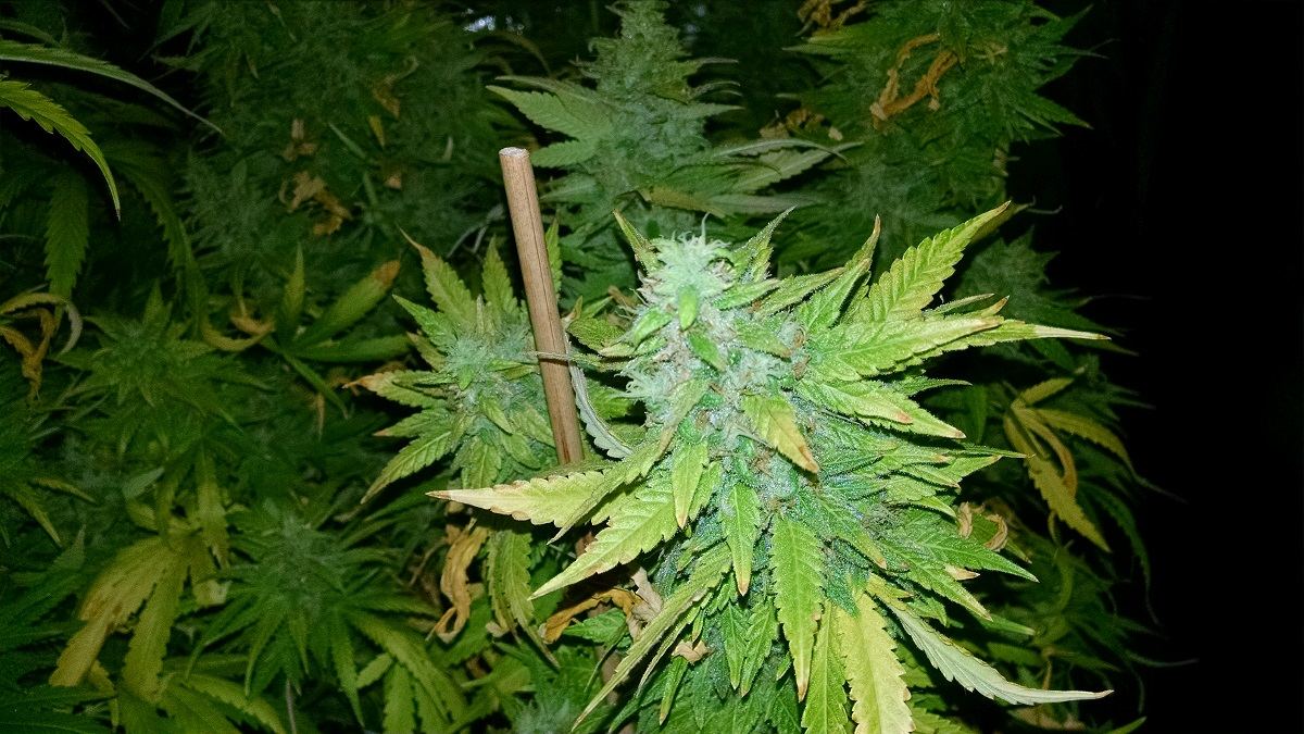 Grape 4