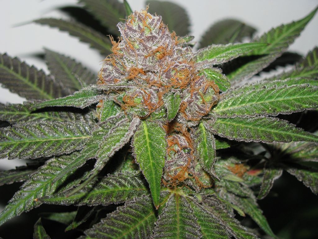 Grape ape