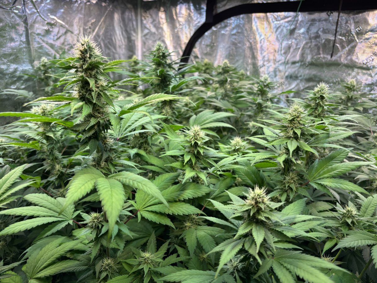 Grape Bubbly F5