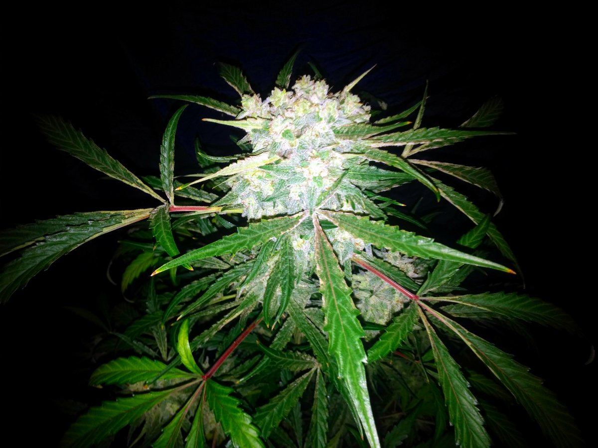 Grape crinkle107
